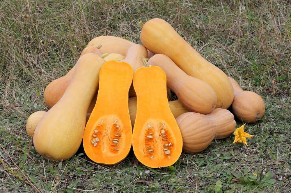 squash (butternut) 'Hunter'