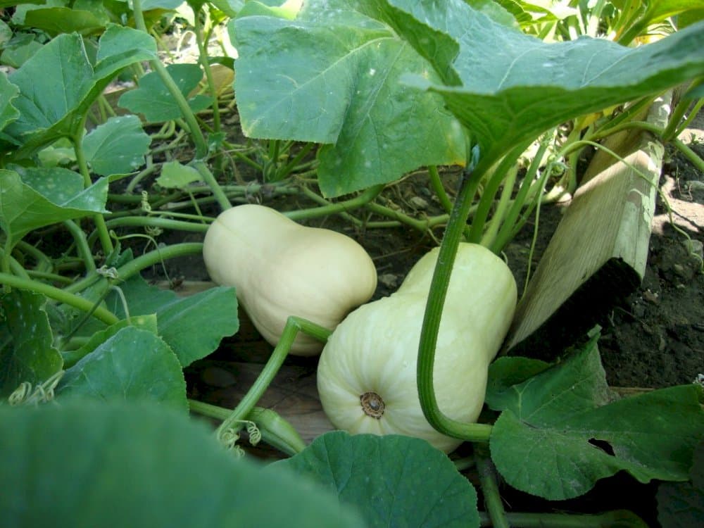 squash (butternut) 'Hunter'