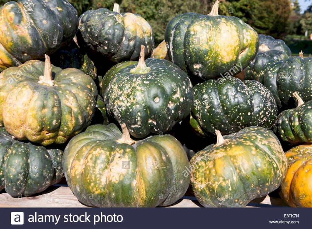 squash (butternut) 'Hunter'