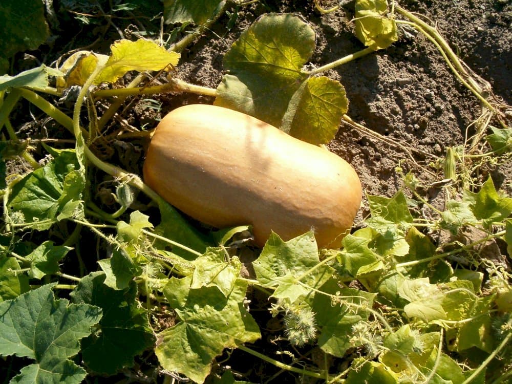 squash (butternut) 'Hunter'