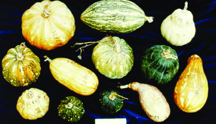 squash (butternut) 'Hunter'