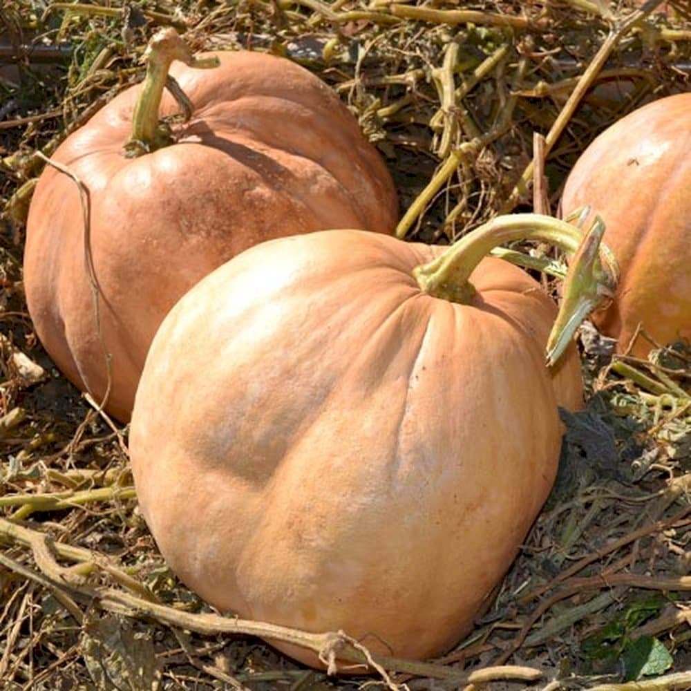 squash (butternut) 'Hunter'