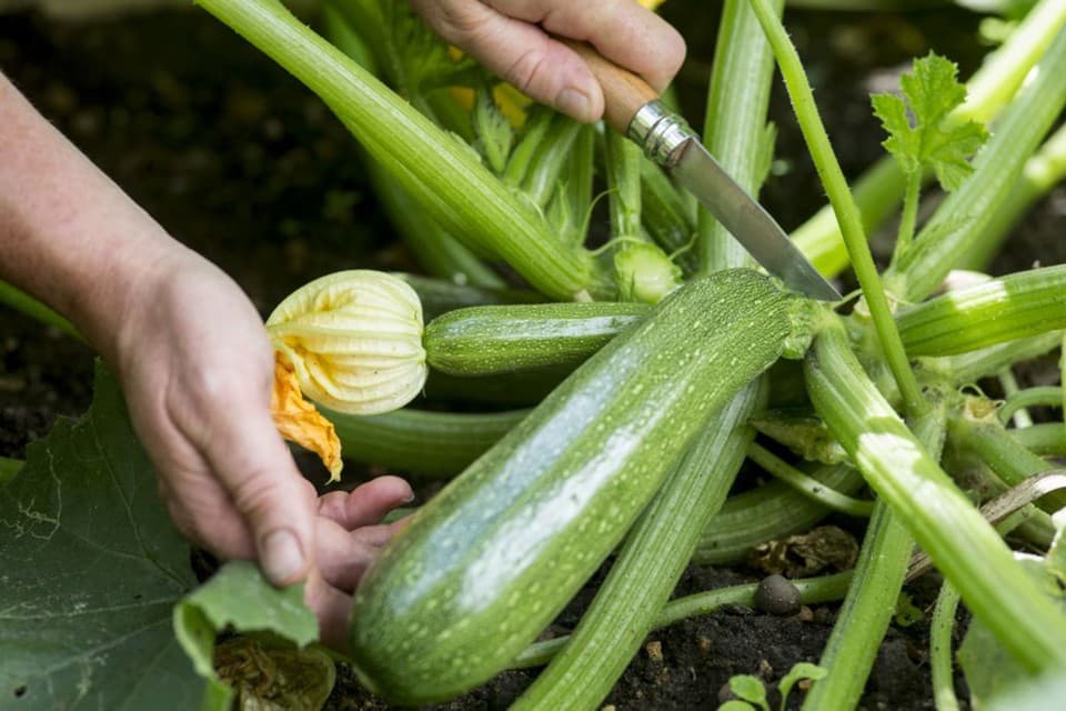 courgette 'Jemmer'