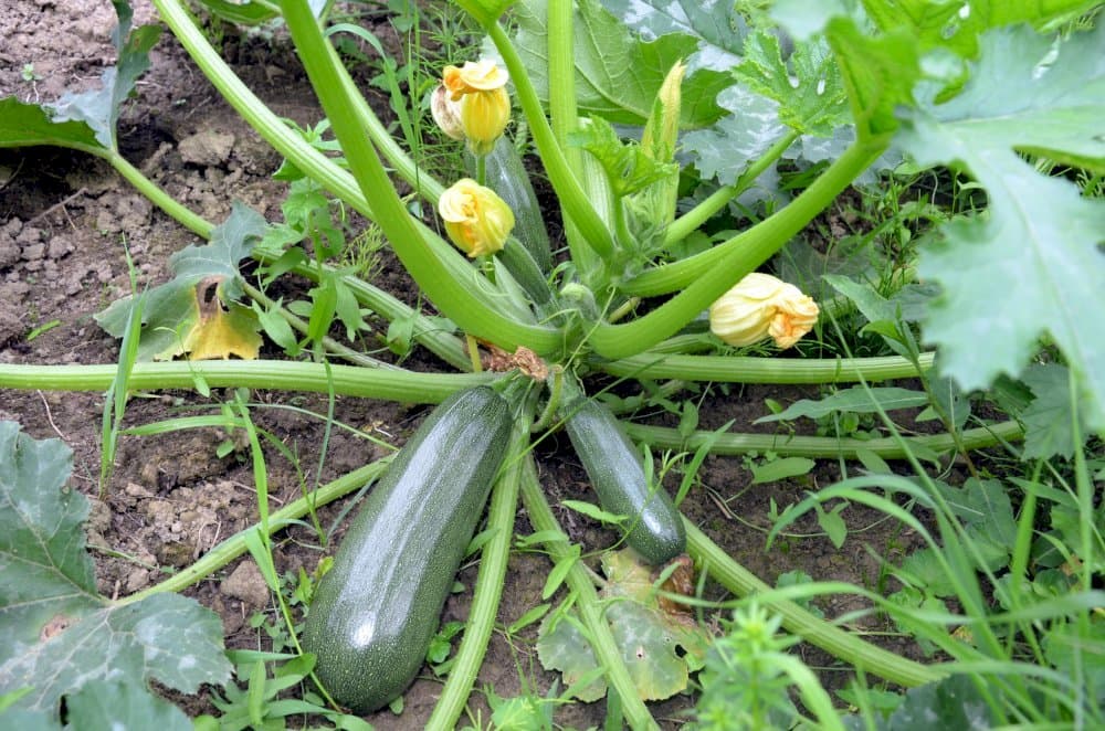 courgette 'Jemmer'