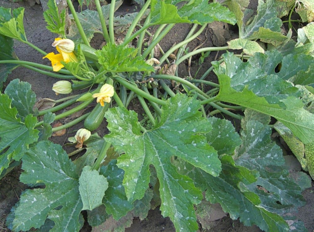 courgette 'Jemmer'