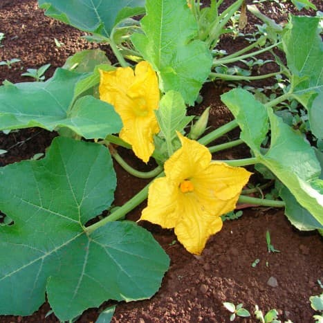 courgette 'Jemmer'