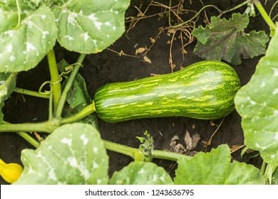 courgette 'Jemmer'