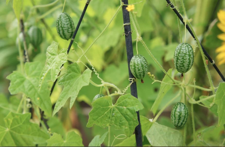 cucamelon