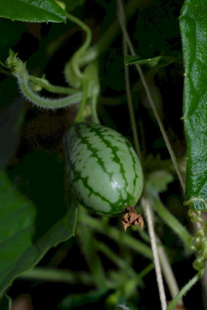 cucamelon