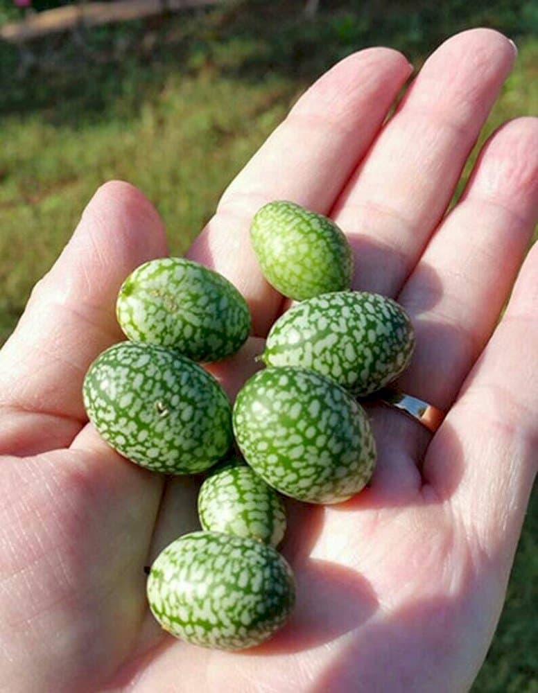 cucamelon