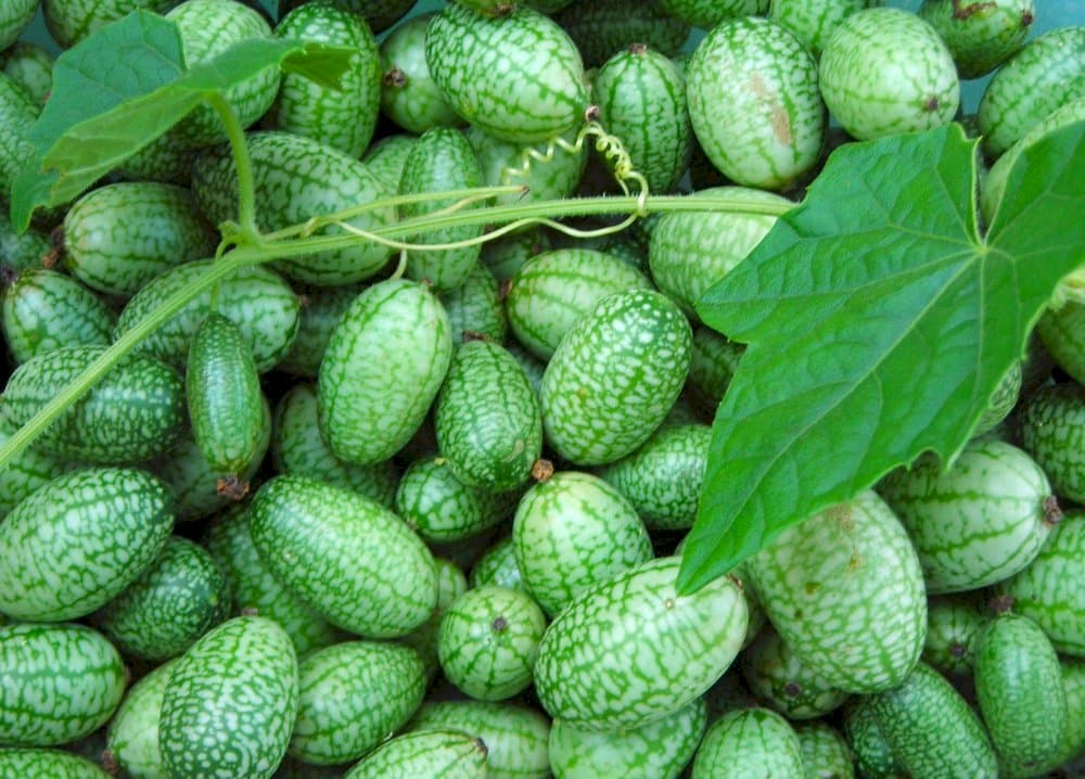 cucamelon