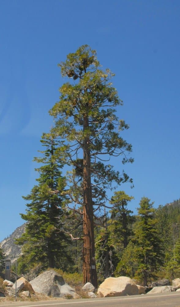 incense cedar 'Berrima Gold'