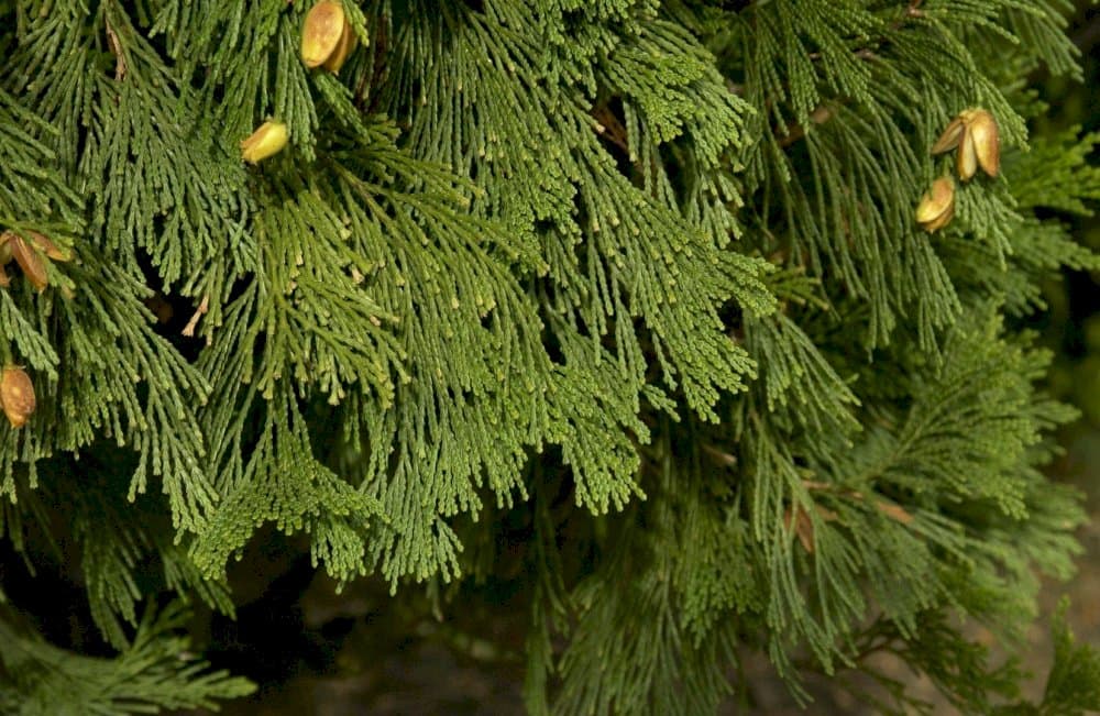 incense cedar 'Berrima Gold'