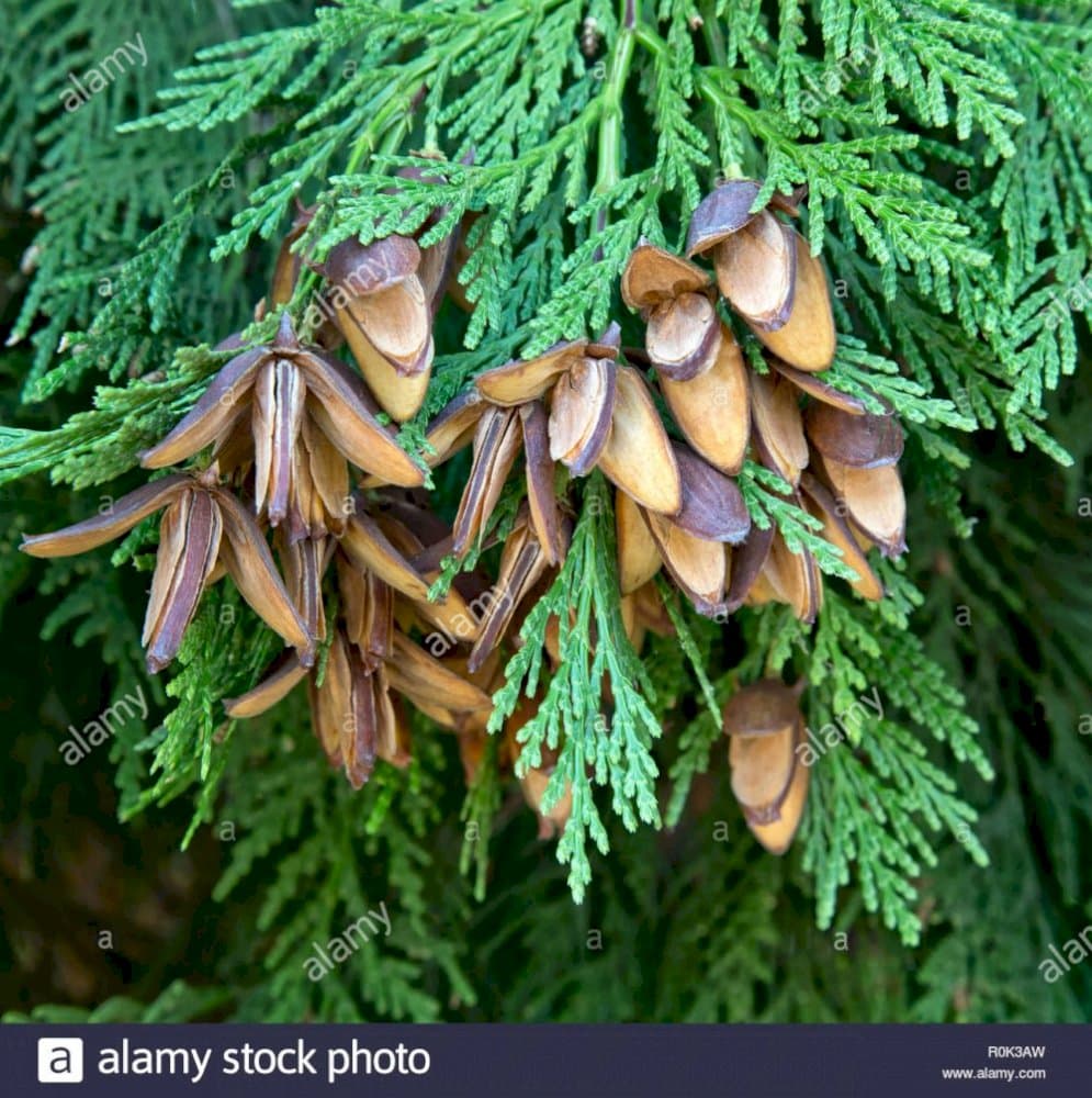 incense cedar 'Berrima Gold'