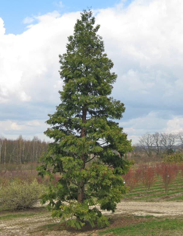 incense cedar 'Berrima Gold'