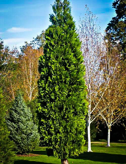 incense cedar 'Berrima Gold'