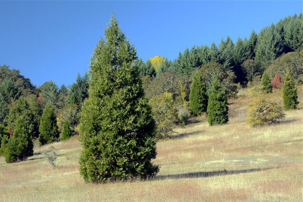 incense cedar 'Berrima Gold'