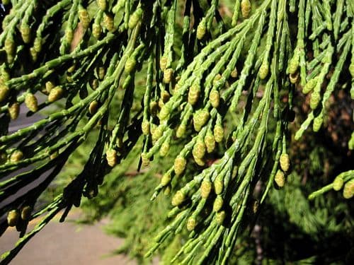 incense cedar 'Berrima Gold'