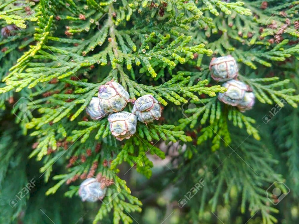 Lawson's cypress 'Triomf van Boskoop'