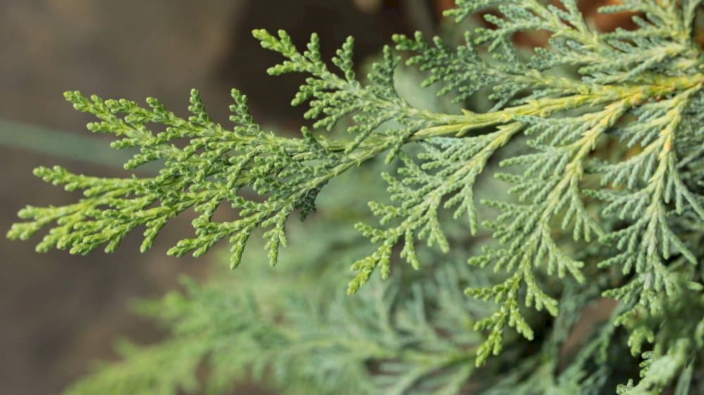 Lawson's cypress 'Snow White'