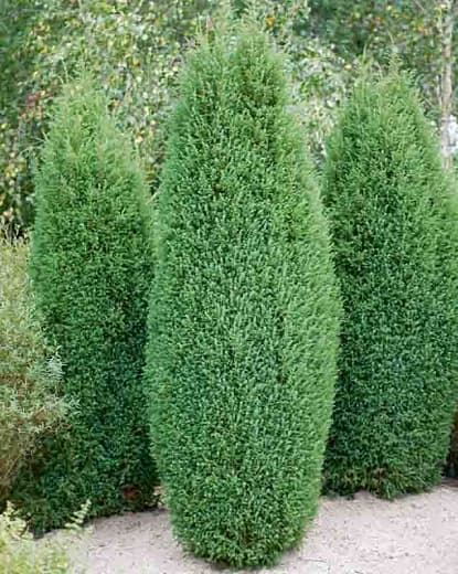 Lawson's cypress 'Snow White'