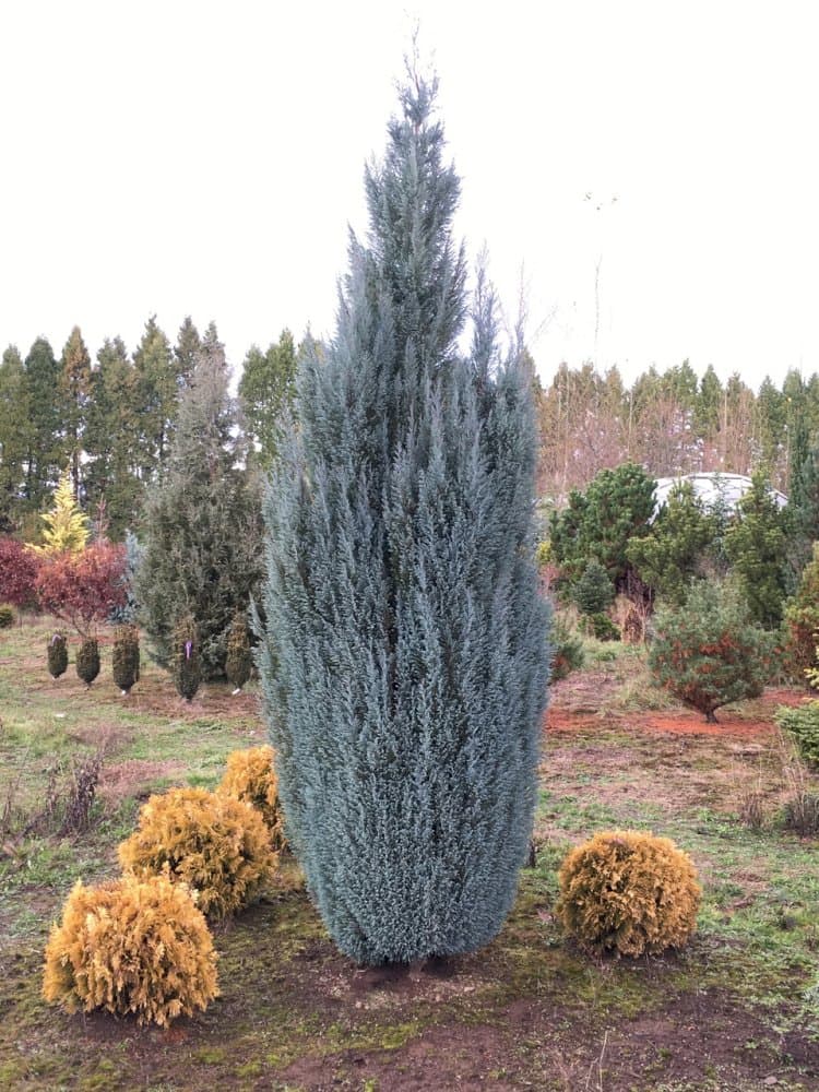 Lawson's cypress 'Snow White'