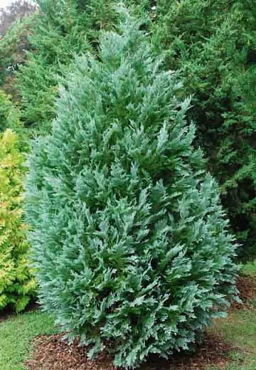 Lawson's cypress 'Snow White'