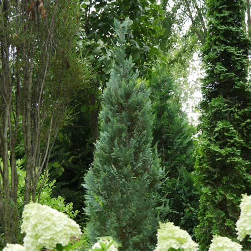 Lawson's cypress 'Snow White'