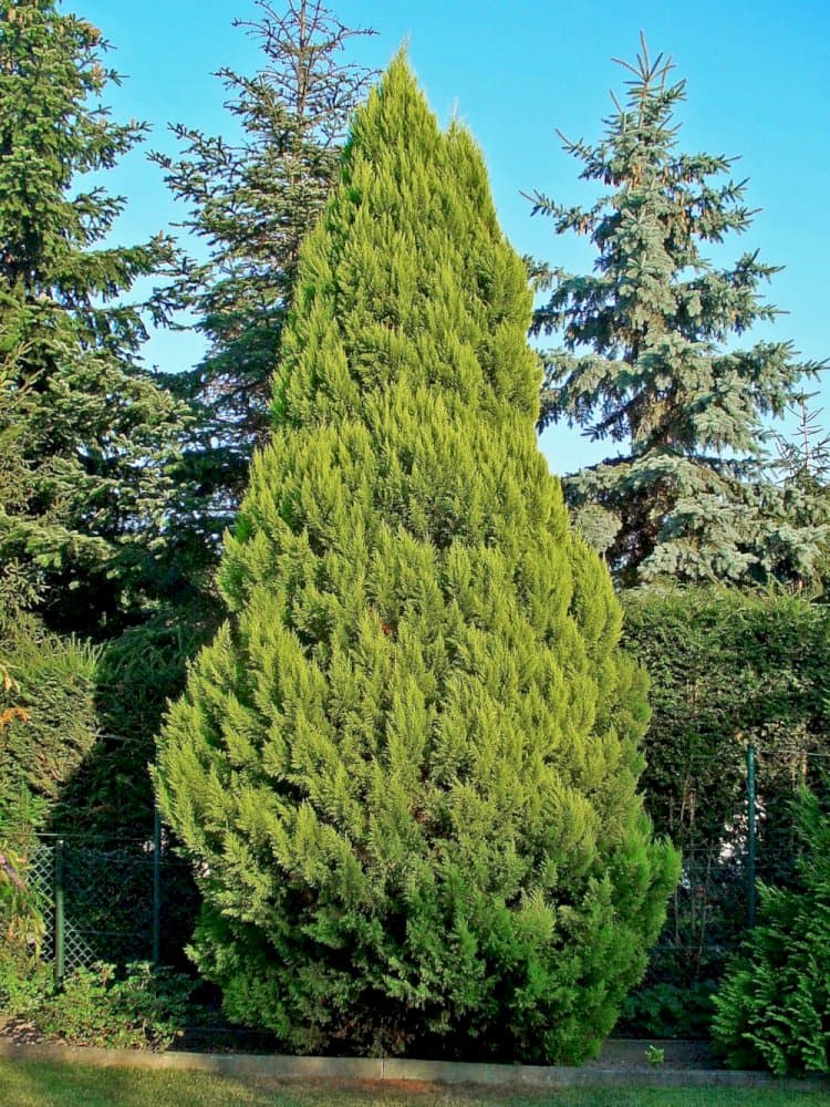 Lawson's cypress 'Snow White'