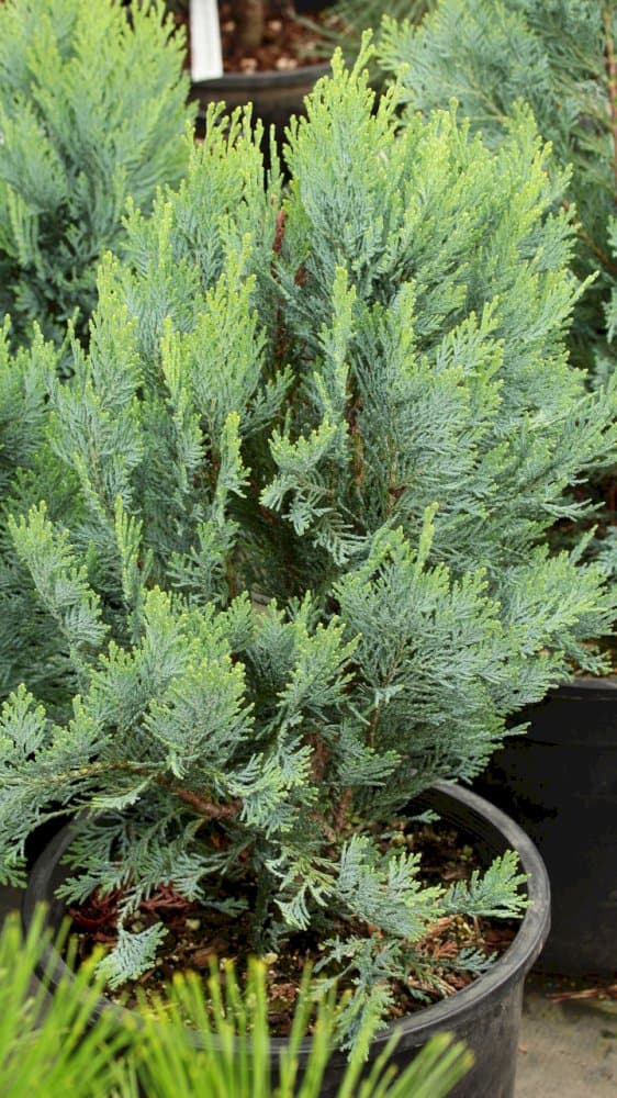 Lawson's cypress 'Snow White'