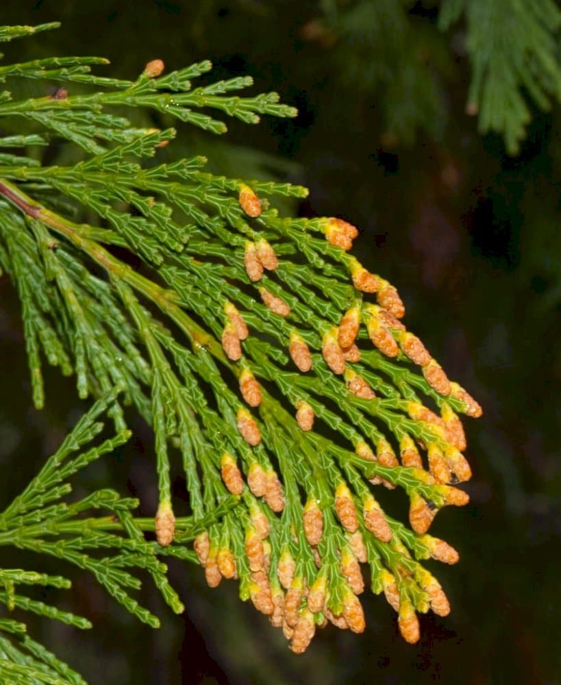 Lawson's cypress 'Snow White'