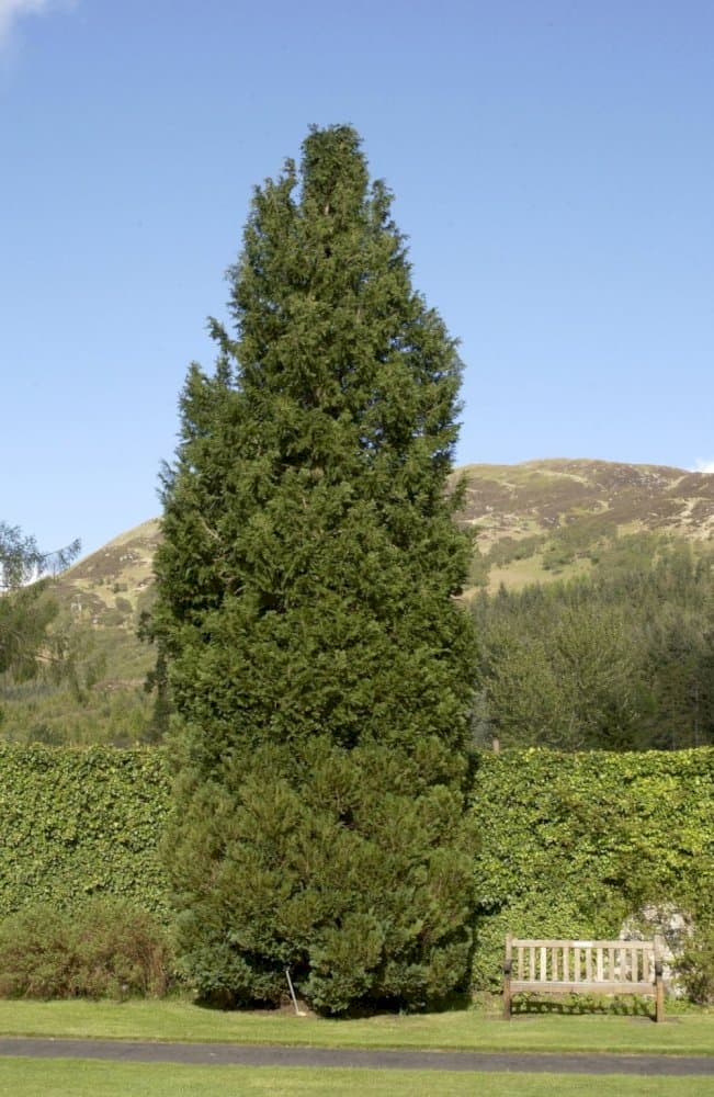 Lawson's cypress 'Snow White'