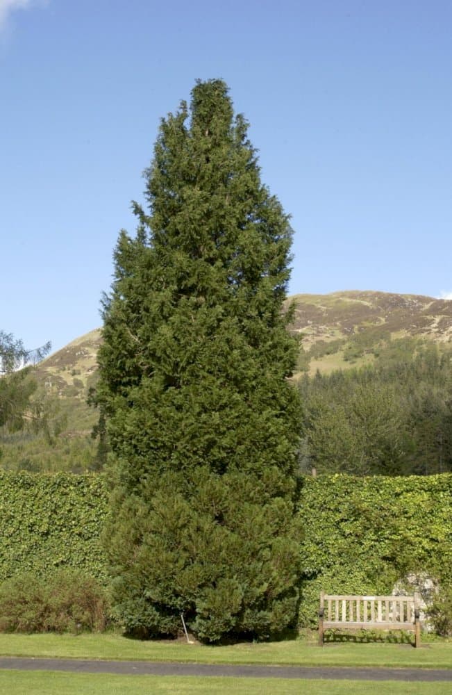 Lawson's cypress 'Aurea Densa'