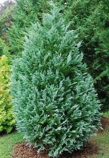 Lawson's cypress 'Green Hedger'