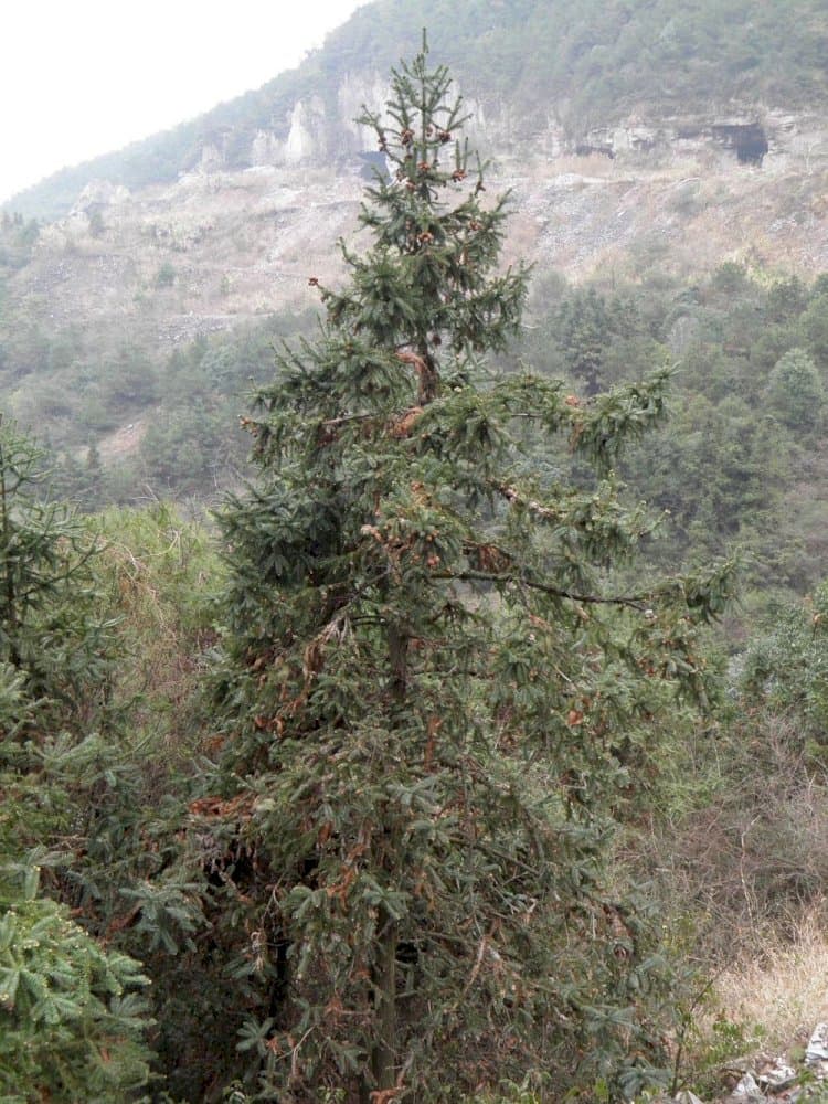 Chinese fir