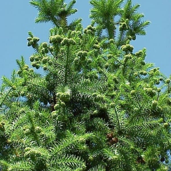 Chinese fir