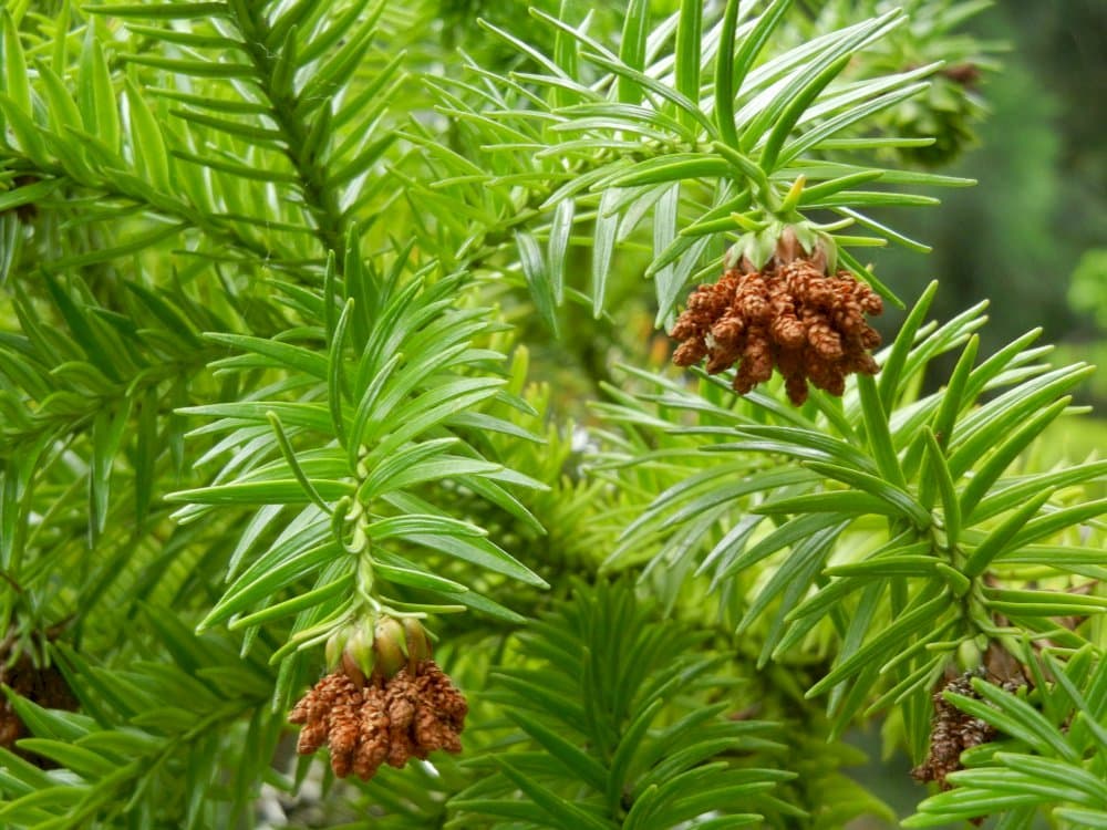 Chinese fir