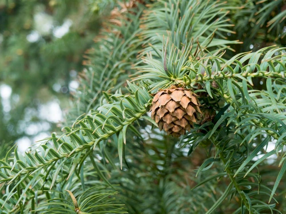 Chinese fir 'Glauca'