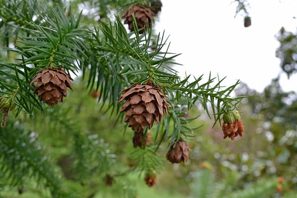 Chinese fir 'Glauca'