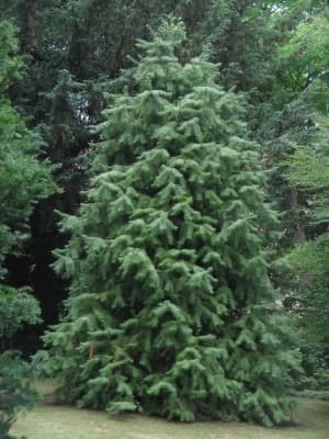 Chinese fir 'Glauca'