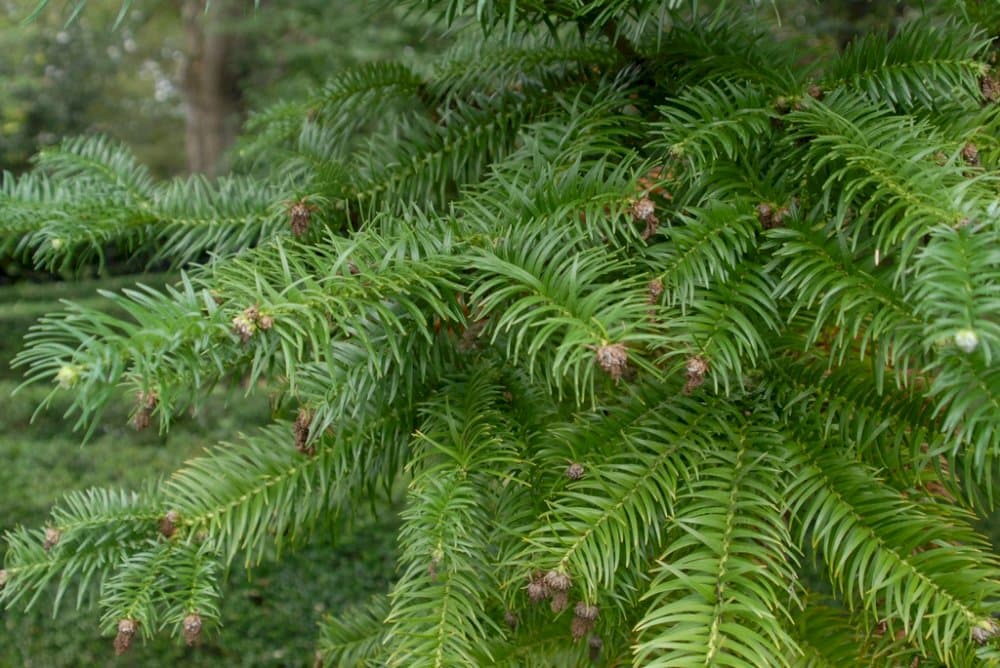 Chinese fir 'Glauca'