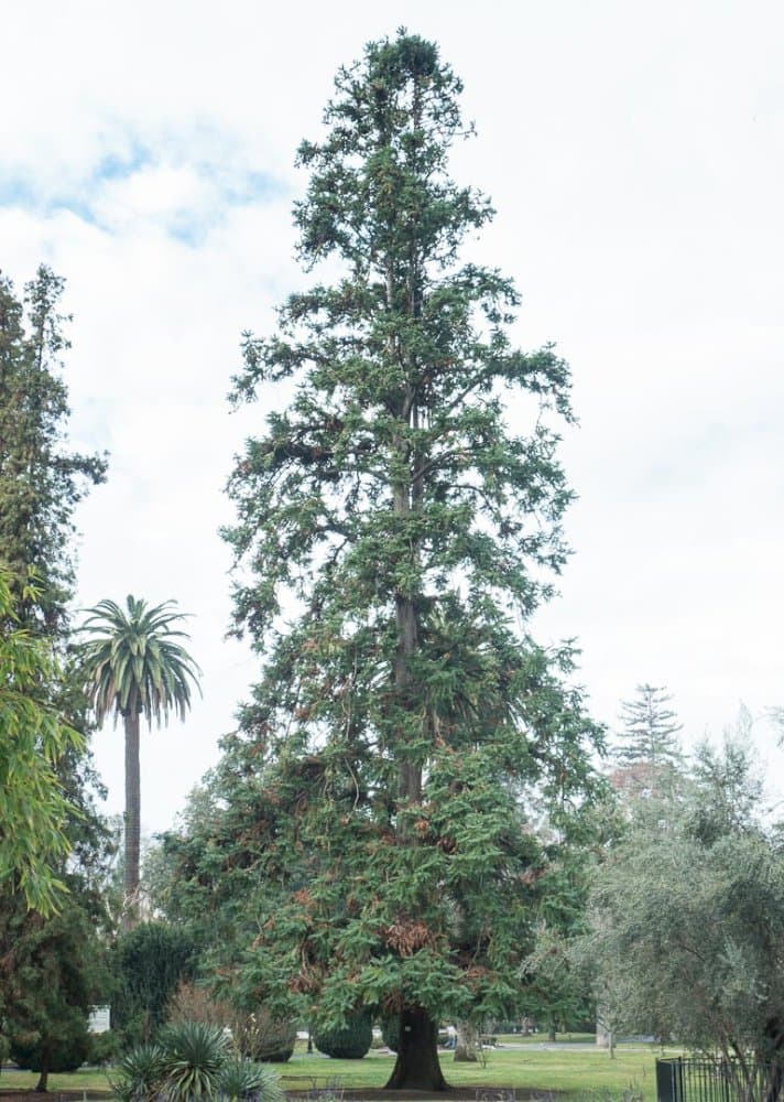 Chinese fir 'Glauca'