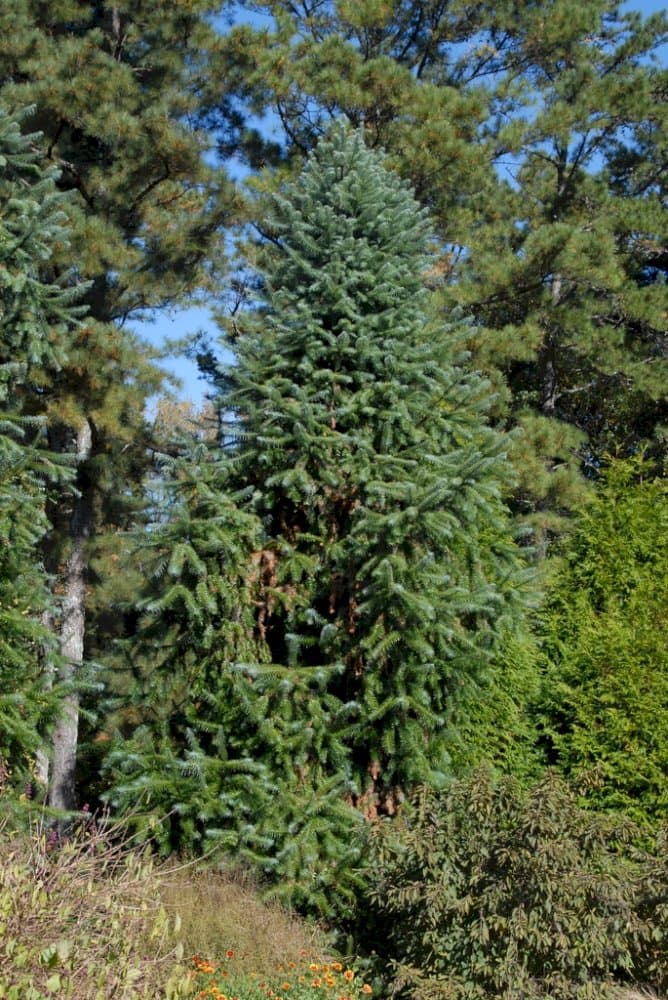 Chinese fir 'Glauca'