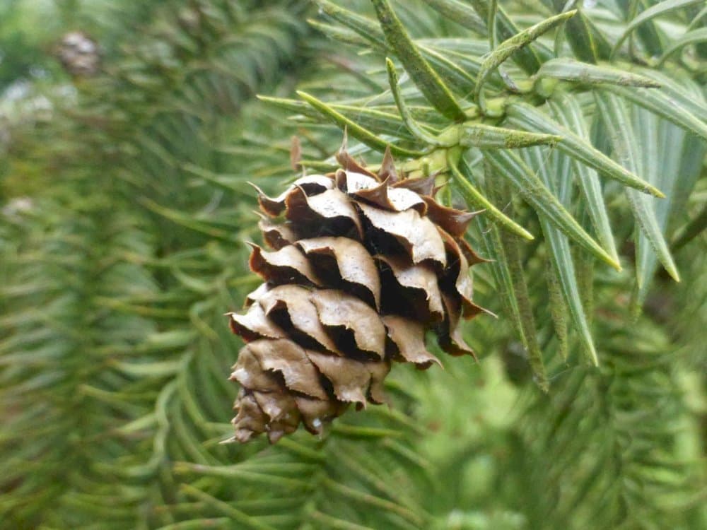 Chinese fir 'Glauca'