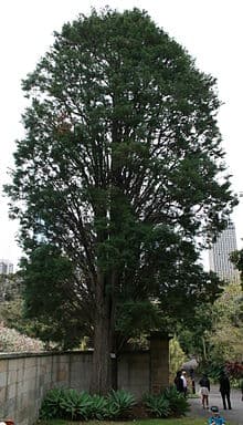 cedar of Goa