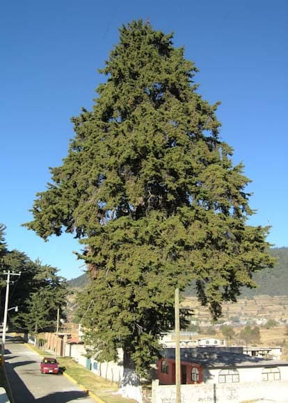 cedar of Goa