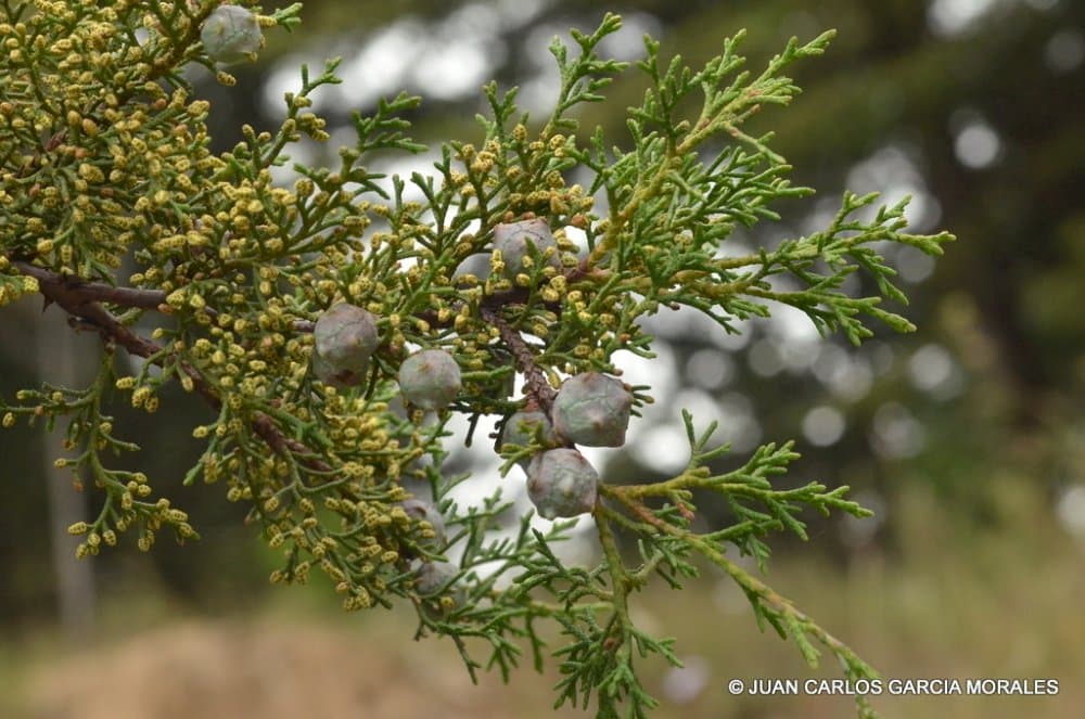 cedar of Goa