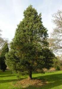 cedar of Goa