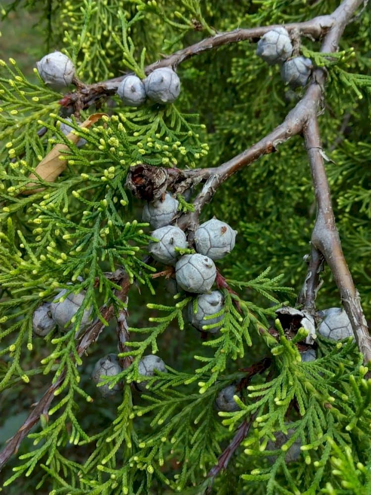 cedar of Goa