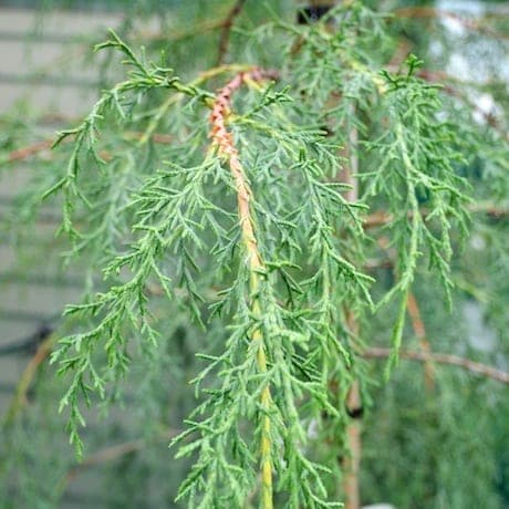 cedar of Goa